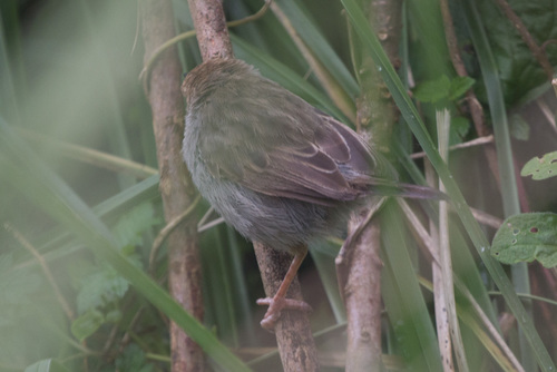 Cisticola hunteri