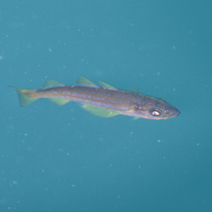 Pollachius pollachius