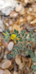 Acmispon heermannii heermannii