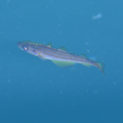 Pollachius pollachius