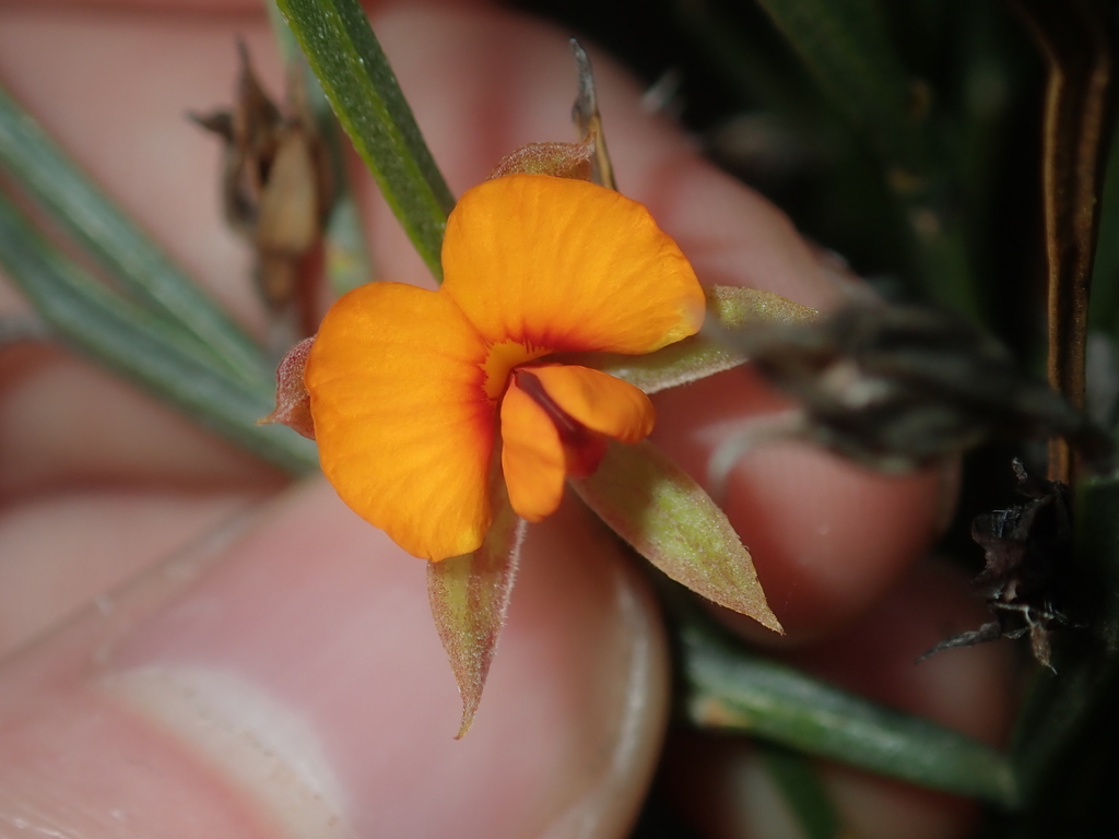 Jacksonia angulata