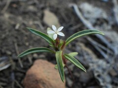 Collomia tinctoria