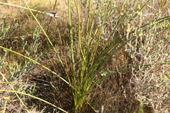 Bobartia robusta