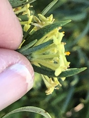 Pimelea microcephala