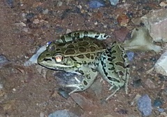 Lithobates magnaocularis