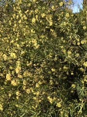 Pimelea microcephala