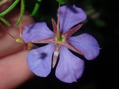 Platytheca galioides