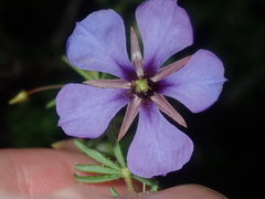 Platytheca galioides