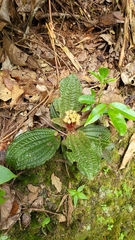 Phyllagathis