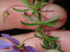 Platytheca galioides