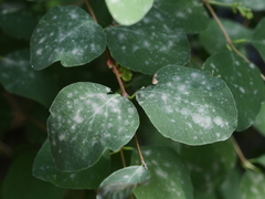 Erysiphe symphoricarpi