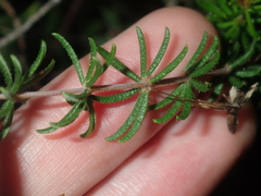 Platytheca galioides