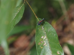 Cosmodela virgula
