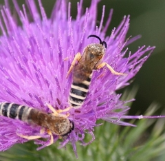 Halictus sexcinctus
