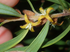 Persoonia comata
