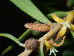 Persoonia comata