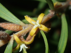 Persoonia comata