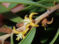 Persoonia comata