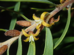 Persoonia comata