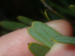 Persoonia comata
