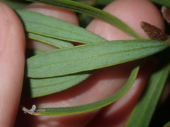 Persoonia comata