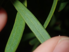 Persoonia comata