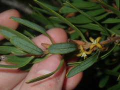Persoonia comata