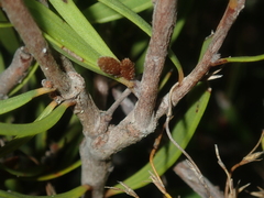 Persoonia comata