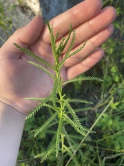 Achillea alpina