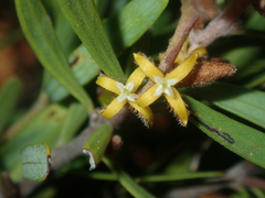 Persoonia comata