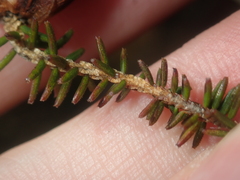 Darwinia helichrysoides