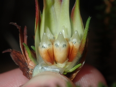 Darwinia helichrysoides