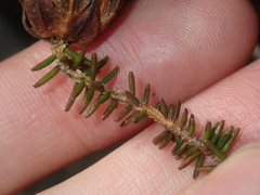 Darwinia helichrysoides