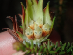 Darwinia helichrysoides