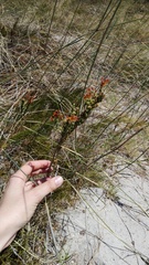 Manulea tomentosa