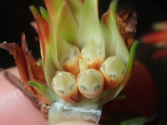 Darwinia helichrysoides