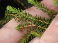 Darwinia helichrysoides