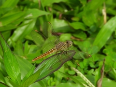Brachythemis contaminata