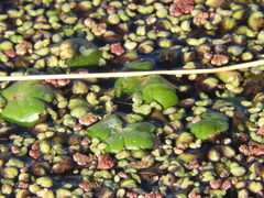 Ricciocarpos