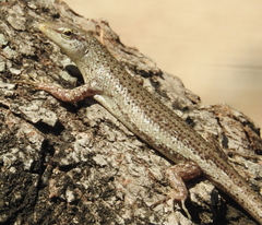 Lamprolepis smaragdina