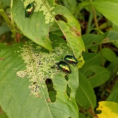 Callistethus auronitens
