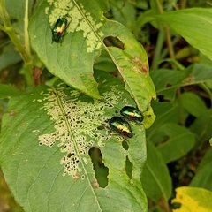 Callistethus auronitens