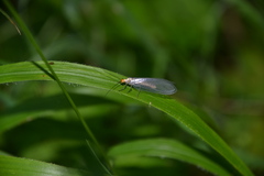 Nothochrysa fulviceps