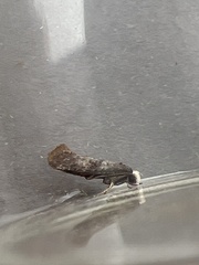Swammerdamia pyrella
