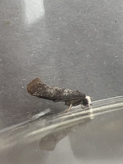 Swammerdamia pyrella