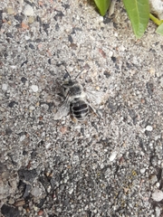 Anthophora bimaculata