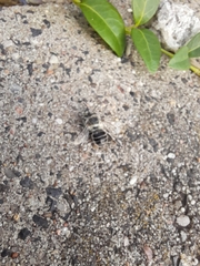 Anthophora bimaculata