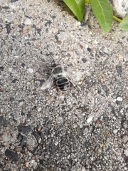 Anthophora bimaculata