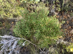 Persoonia comata