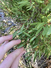 Persoonia comata